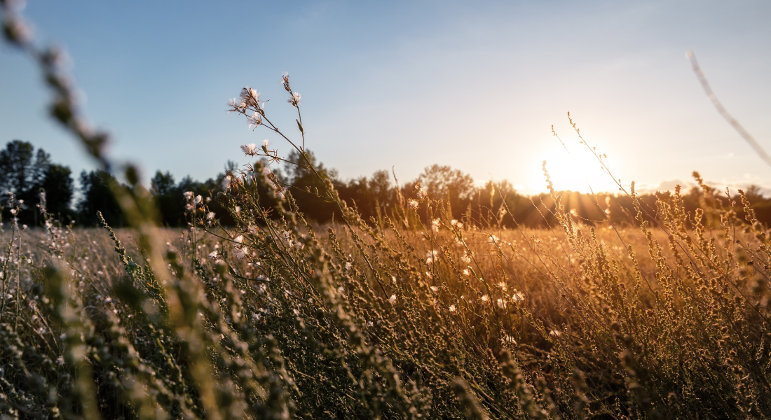 Field of flowers and wheat at sunset